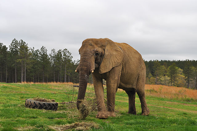 Flora enjoys her breakfast from a tire!