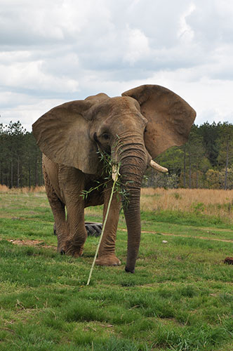 Tange munches on bamboo sprigs.