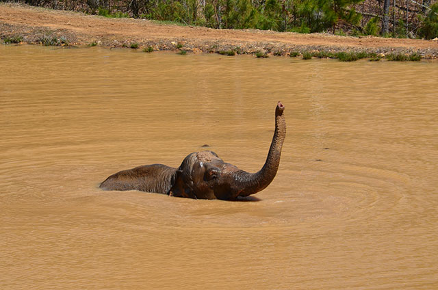 Shirley enjoys a swim.