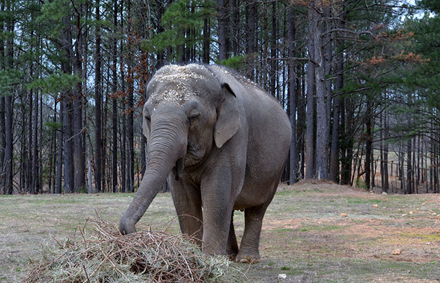 Tarra approaches her grapevine-hay enrichment