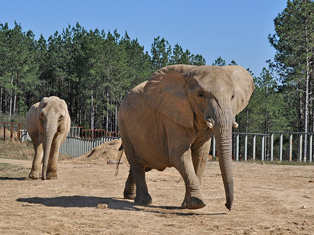 Rosie (L) and Sukari