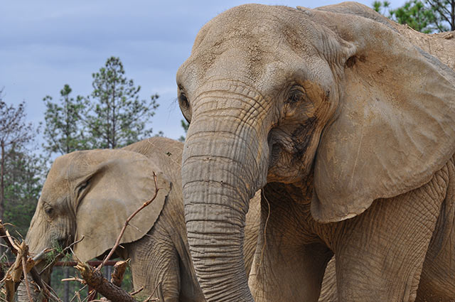 Sukari (L) and Rosie