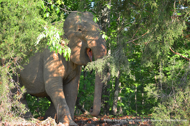 Shirley in the woods