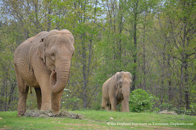 Misty (Shirley at rear)