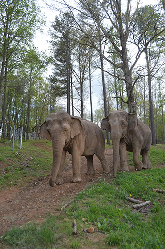 Ronnie (L) and Debbie (R) walk the path between Q Habitat's Phases I and II