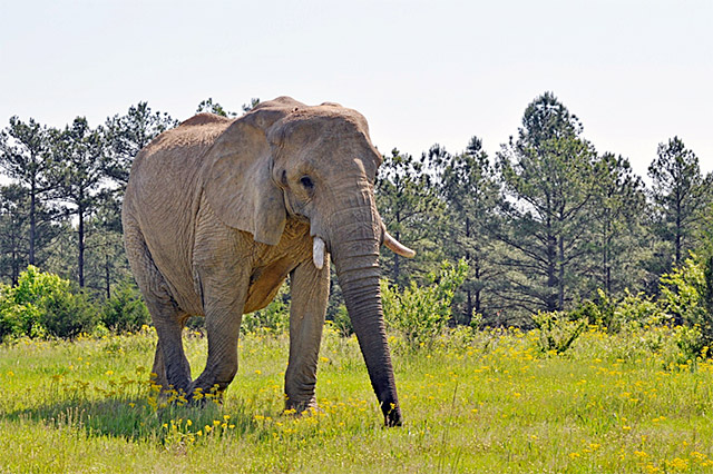 African Elephant