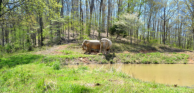 Ronnie and Minnie at the pond