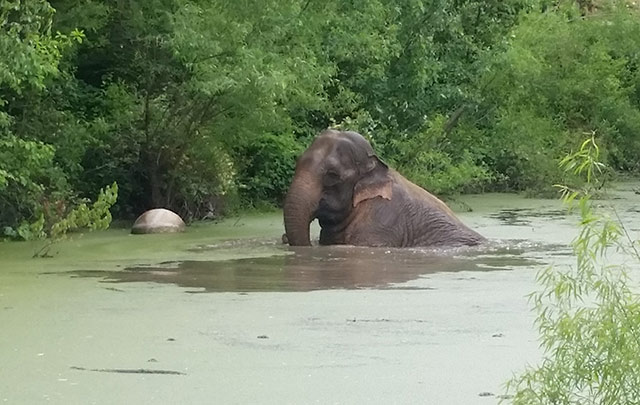 Billie in the pond at !