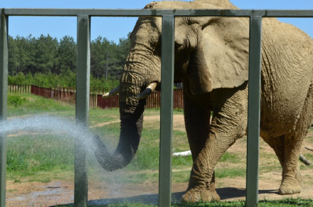 Tange enjoying showering!