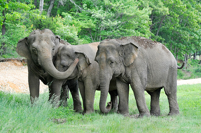 Minnie, Ronnie, Debbie