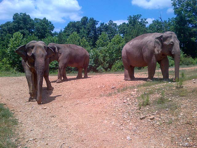 Tarra, Sis, and Winks