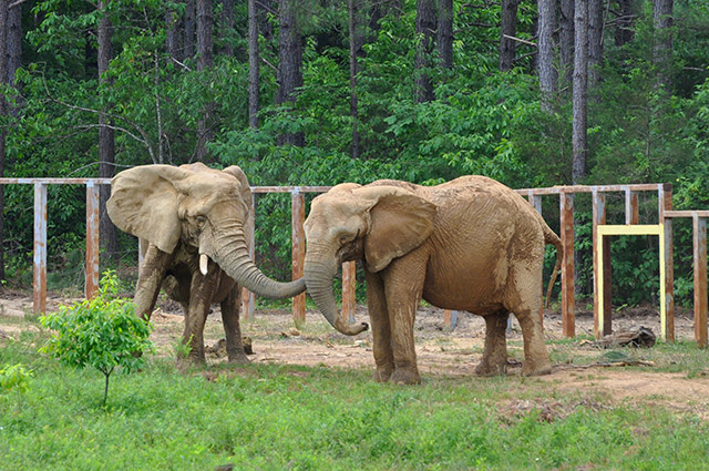 African Elephants