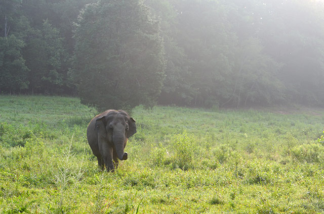 Tarra strolls through Oak Tree Pasture