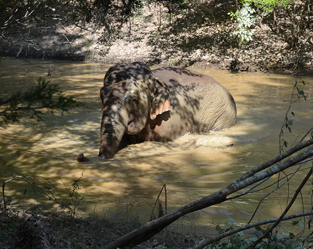 Misty soaks in Hidden Pond. She's the only TES elephant that has been spotted here.