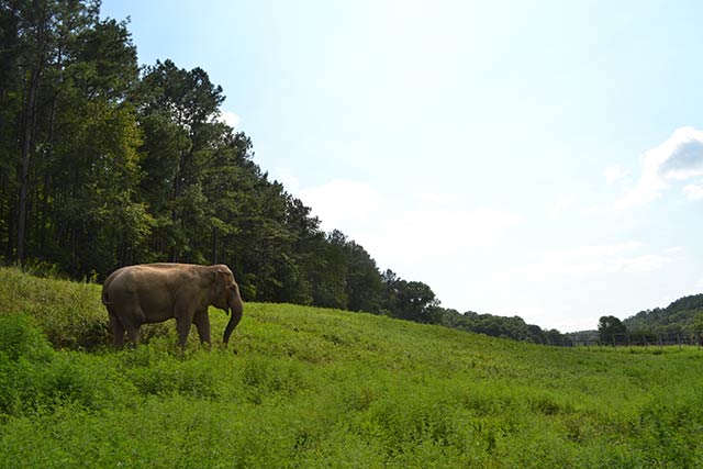 Frieda in Frieda's Field