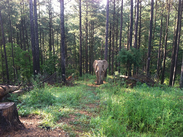 Tange in the African woods