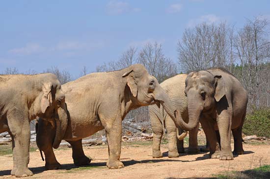 Dulary, Shirley, Misty and Tarra socializing.