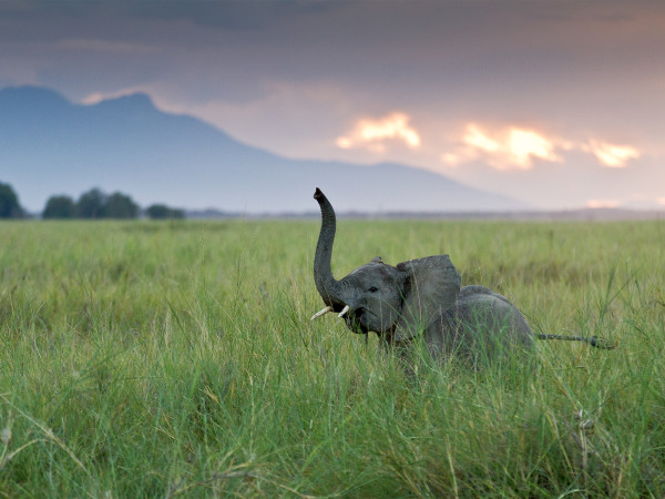 Elephant with trunk up.