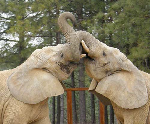 Tange and Flora at play
